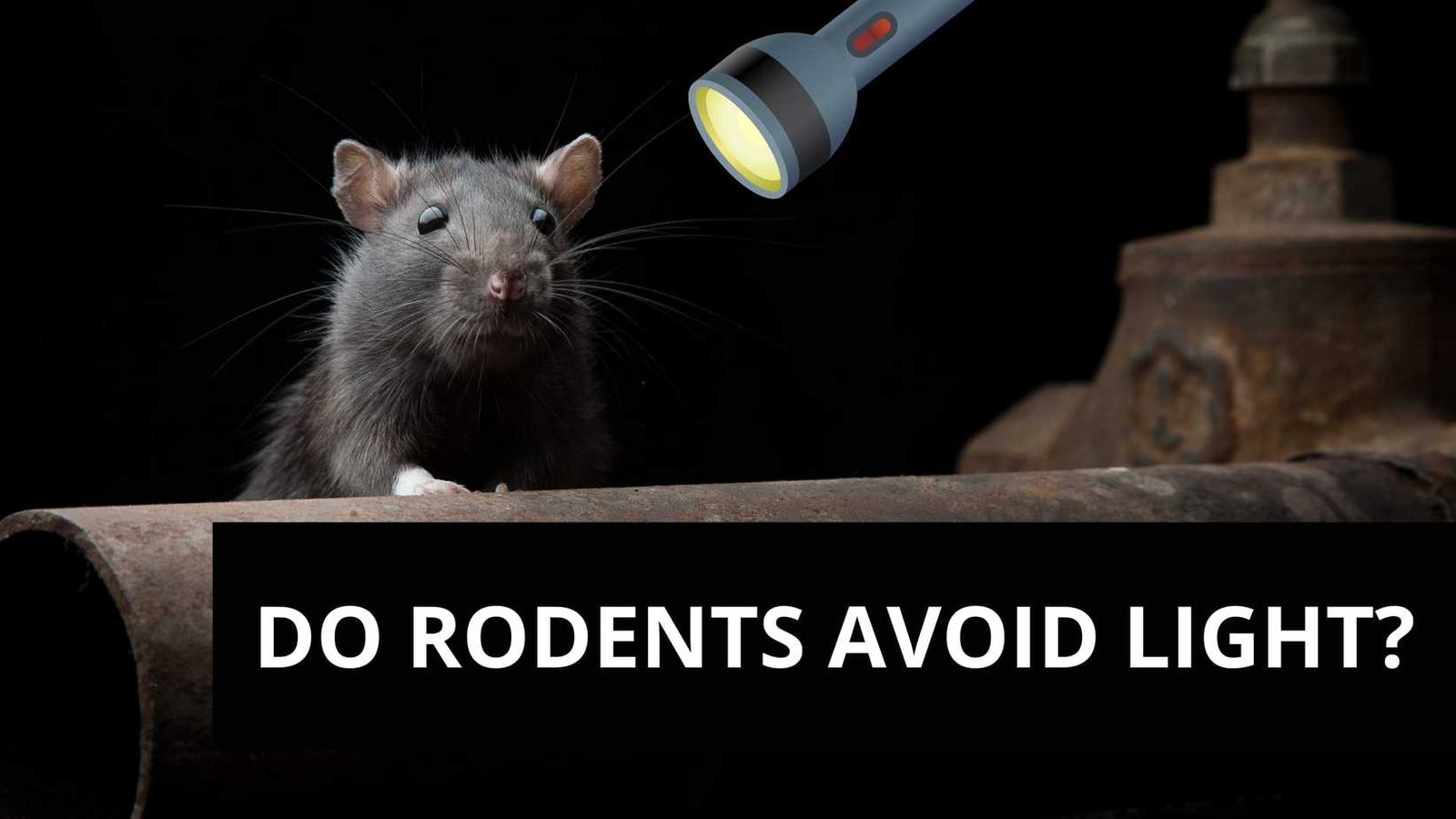 Do Rodents Avoid to Come Out in Light?