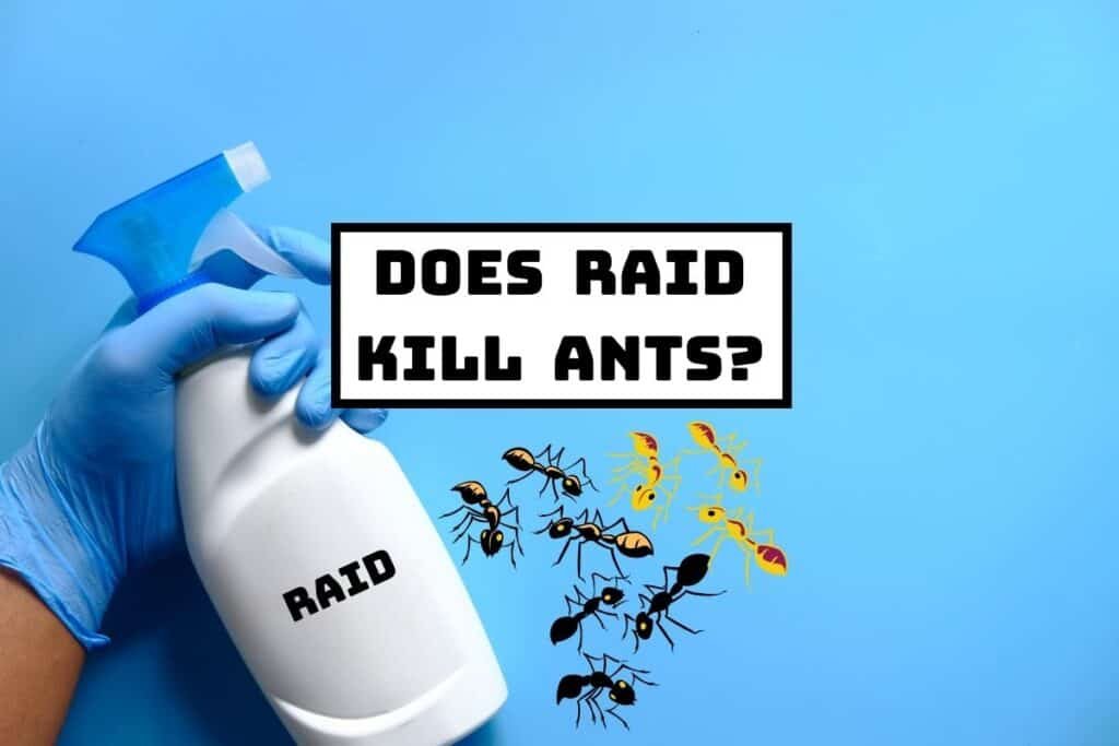 Does Raid Spray Kill Ants? Review] Pest Circle