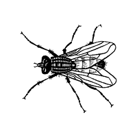 Does Febreze Kill Flies?