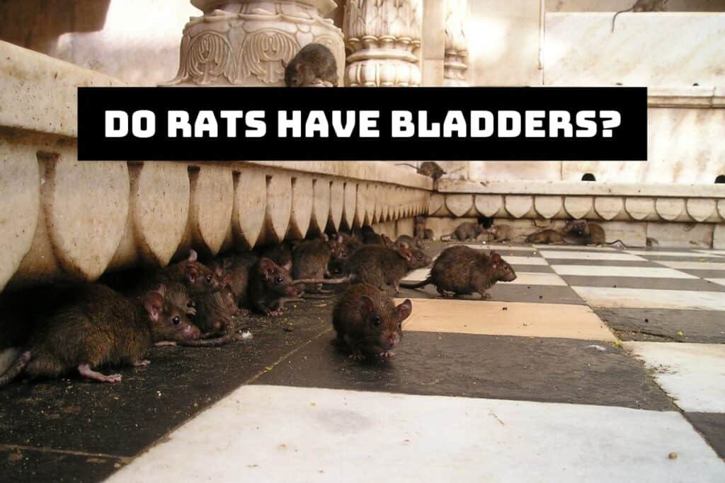 Do Rodents Have Bladders? Why They Pee So Much? Pest Circle