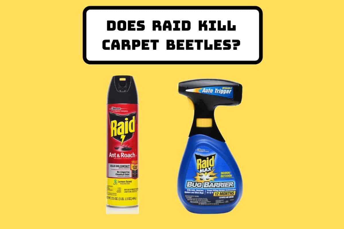 Does Raid Kill Carpet Beetles Is It
