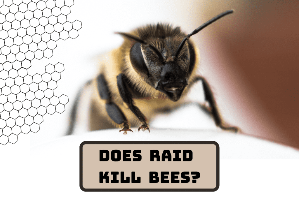 Does Raid Kill Bees? [HowTo Guide] Pest Circle